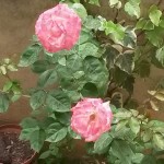 le rose di Vanni