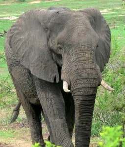 Elefante ft1