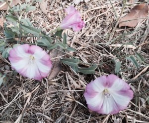 violette a villasimius 6 9 15