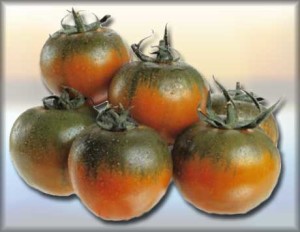 pomodori sardi