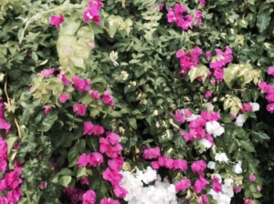 fiori a Villasimius