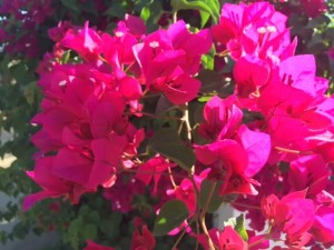 fiori in villaggio 4 9 16